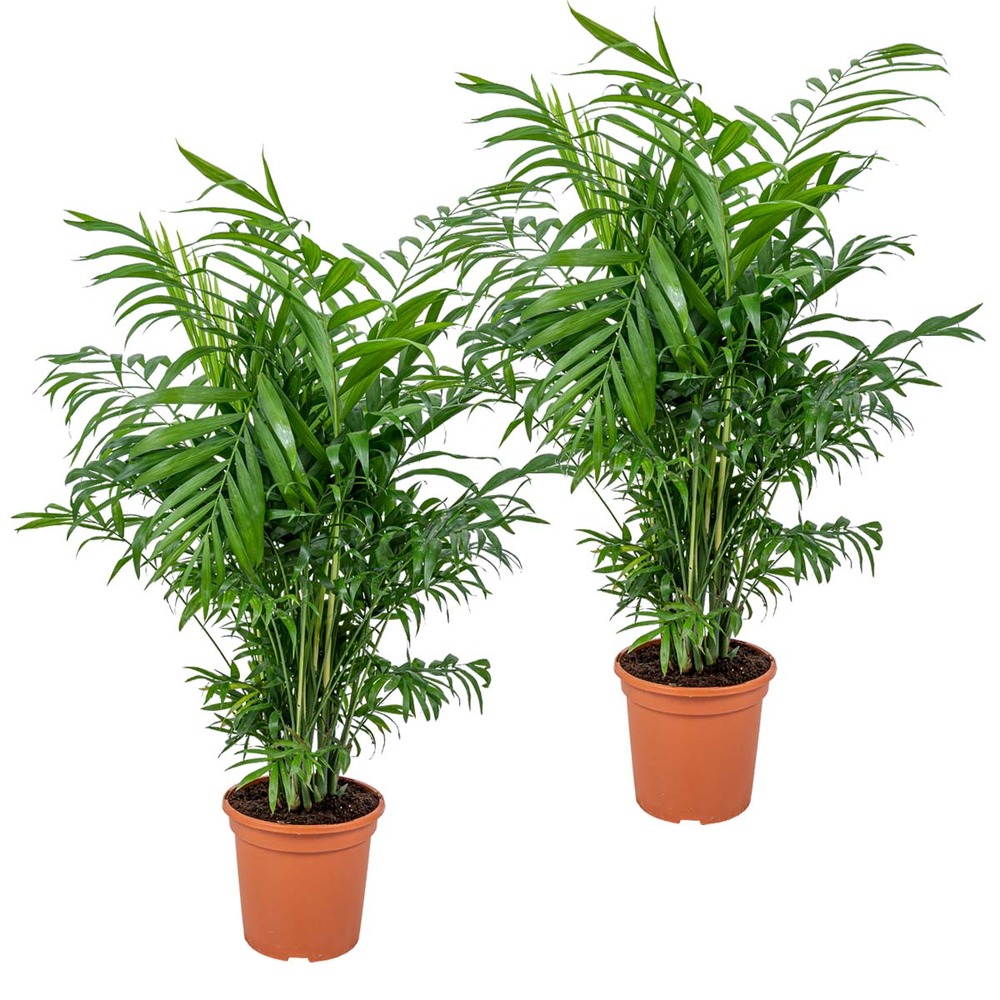 2x chamaedorea elegans - palmier nain mexicain - plante d'intérieur - purificateur d'air – ⌀17 cm - ↕50-60 cm