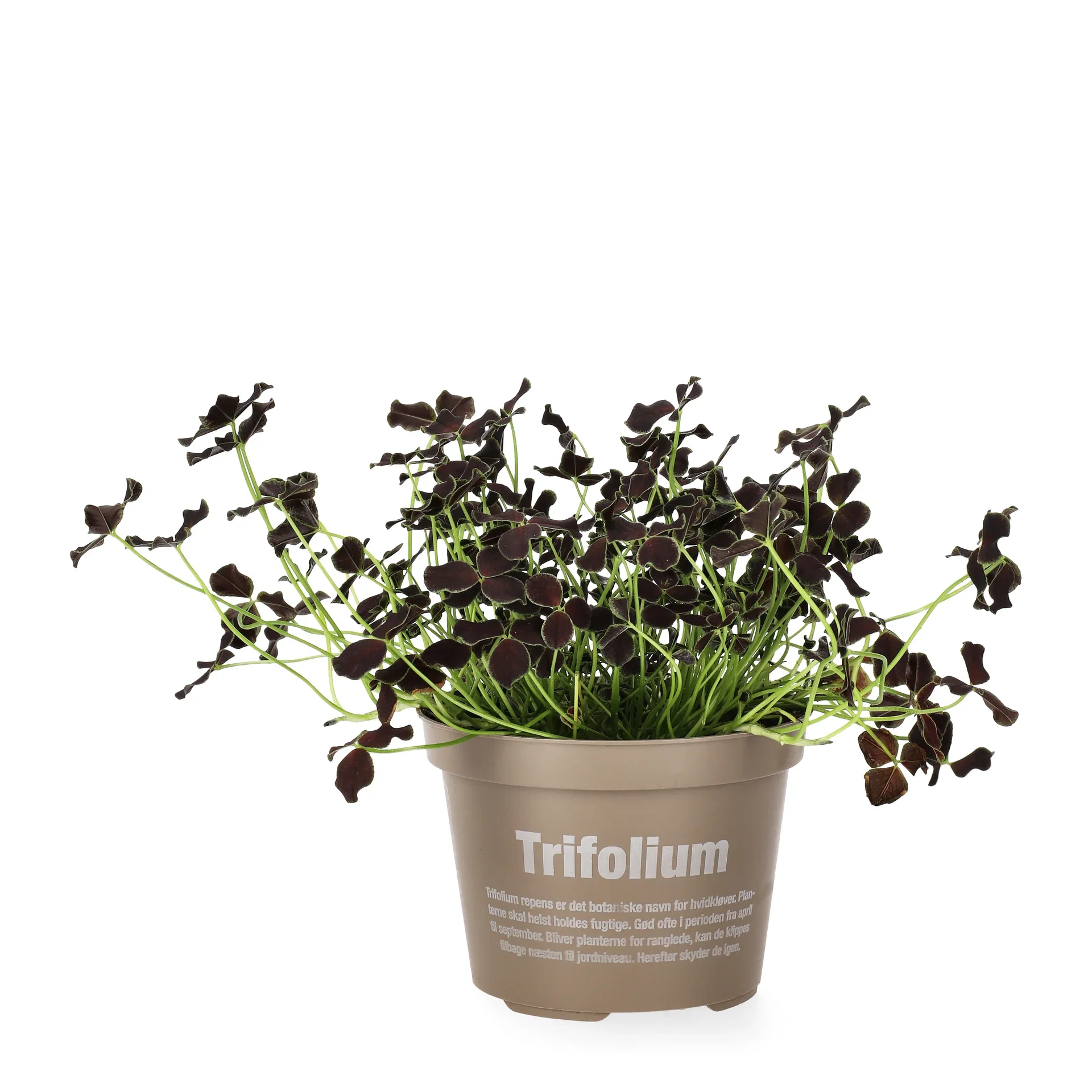 Trifolium repens 'Dark Debbie' 10,5 cm Kløver 'Dark Debbie' Ø10,5 cm