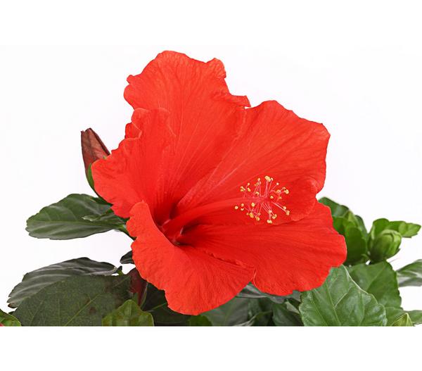 Zimmerhibiskus - Hibiscus rosa-sinensis,
