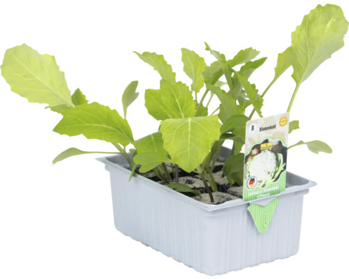 Bloemkool 'Clapton' FloraSelf 6-pack