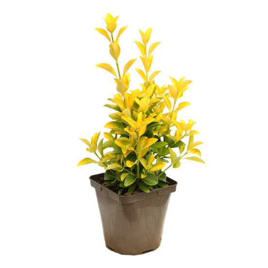 Euonymus 'El-Dorado®' pot 3L
