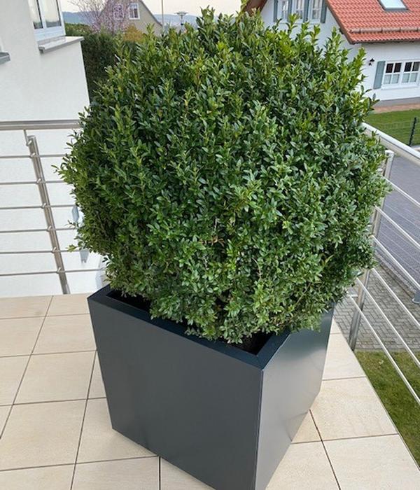 Palatino Metall-Pflanzgefäß Nora,