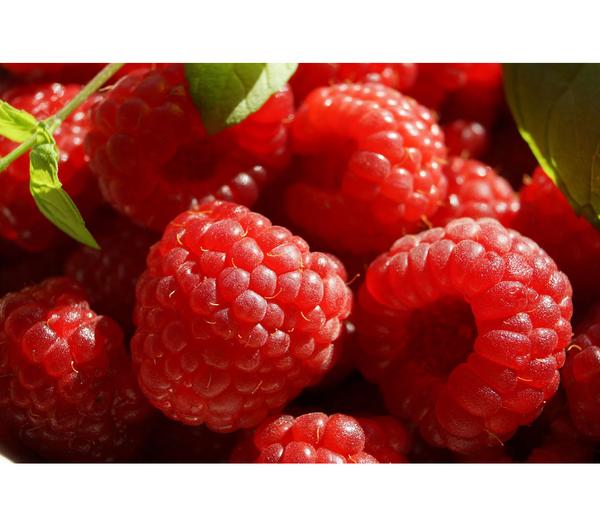 Himbeere 'Boheme'