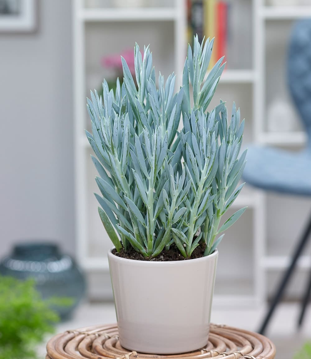 Senecio Aquarine® 'Mount Everest'