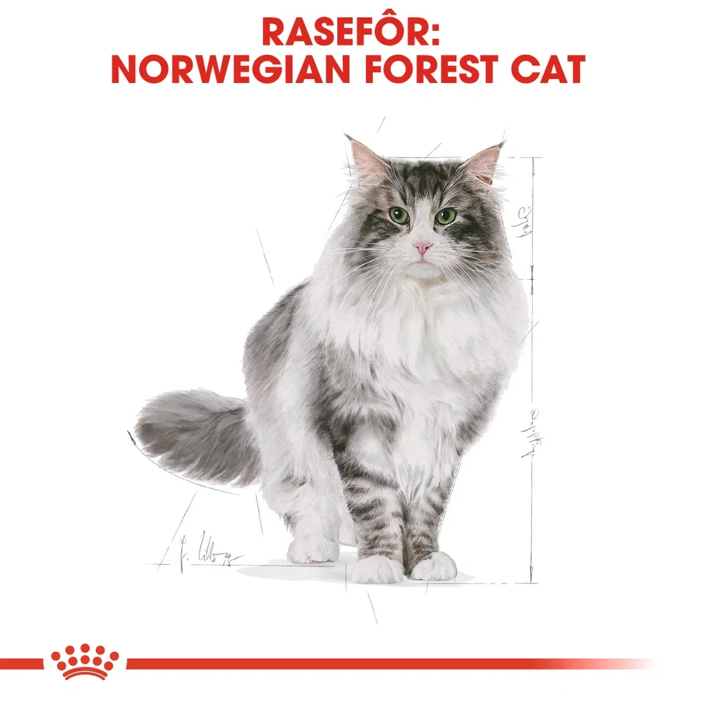 Royal Canin Royal Canin Norwegian forest Adult 2 kg