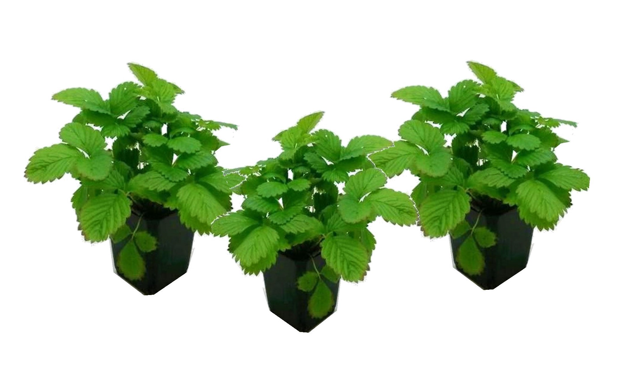 Fragaria x ananassa roman - set de 3 - fraisier - pot 9cm - hauteur 15-20cm