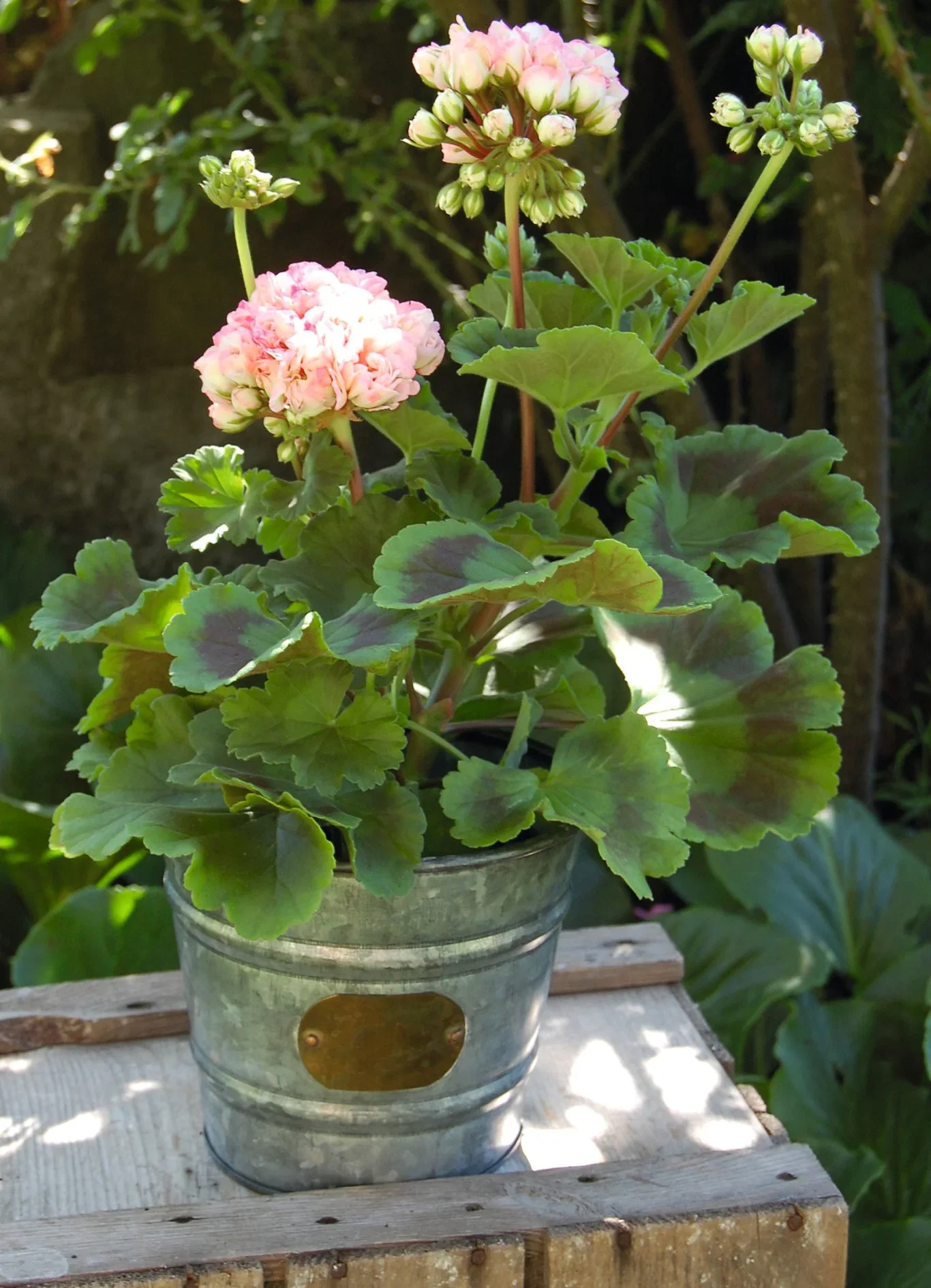 Pelargonium Pelargonia Zonale stikling Ø6 cm