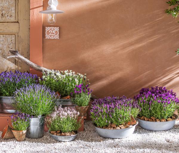 Bio Lavendel 'Alba'