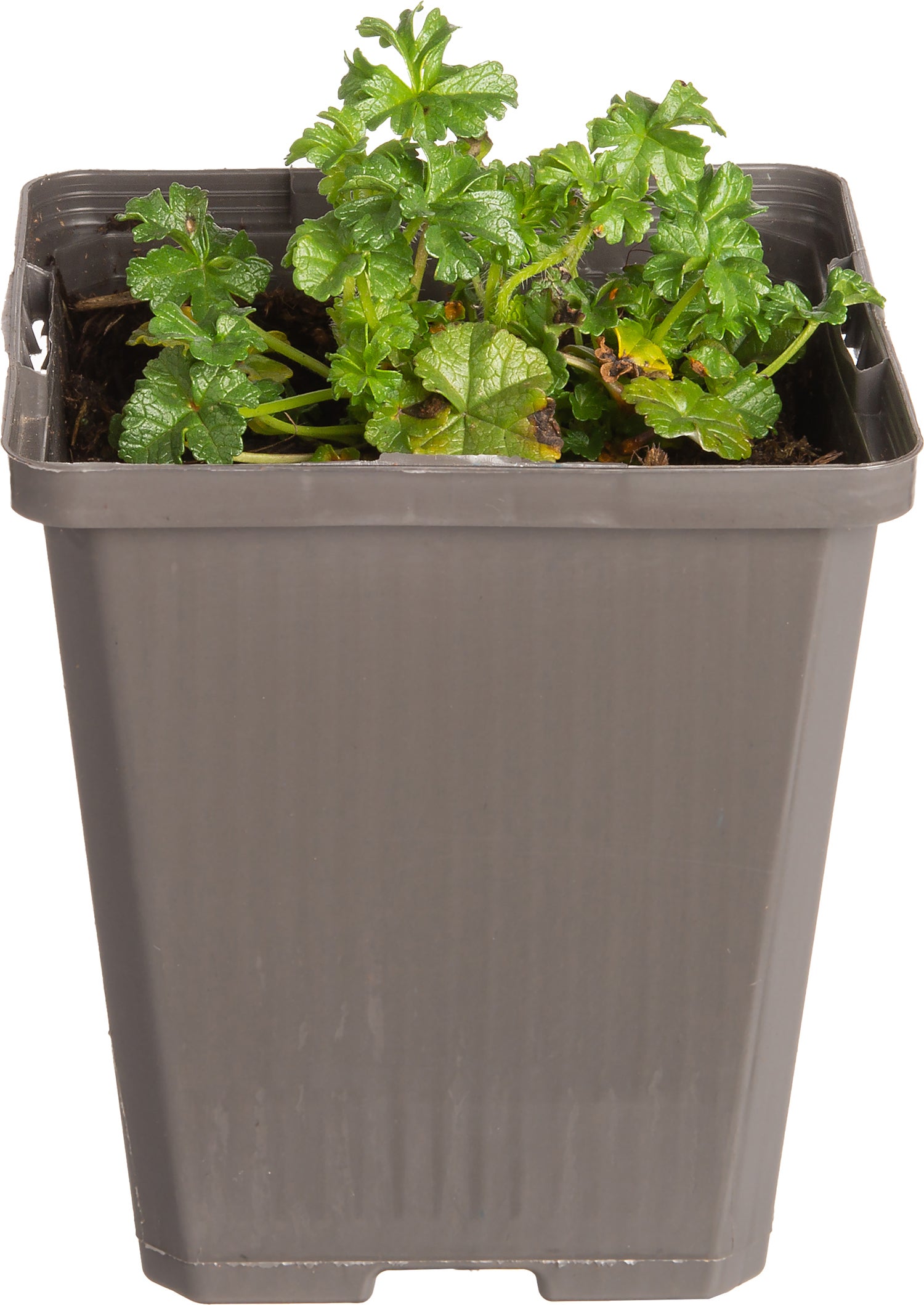 Muskuskaasjeskruid (Malva moschata 'Rosea') D 9 H 10 cm