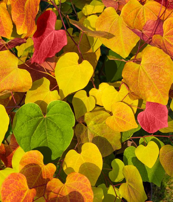 Kanadischer Judasbaum 'Eternal Flame®'