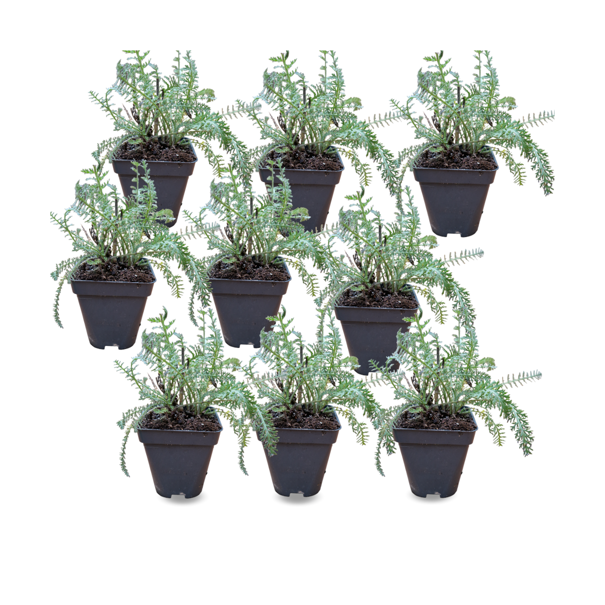 Achillée millefeuille/achillea millefolium[-]lot de 9 godets
