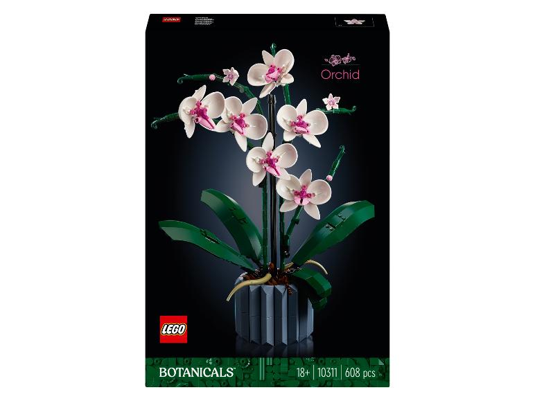 Orchidee - 10311