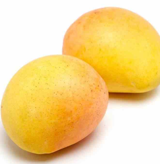 Manguier mangifera indica var.kensington pride taille pot de 7 litres ? 80/100 cm - jaune