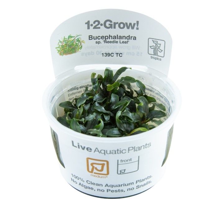 Waterplant Bucephalandra sp. Needle Leaf