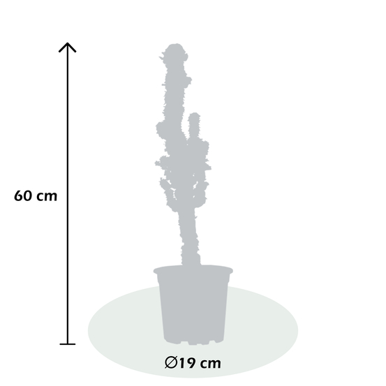Euphorbia eritrea - pot D19cm