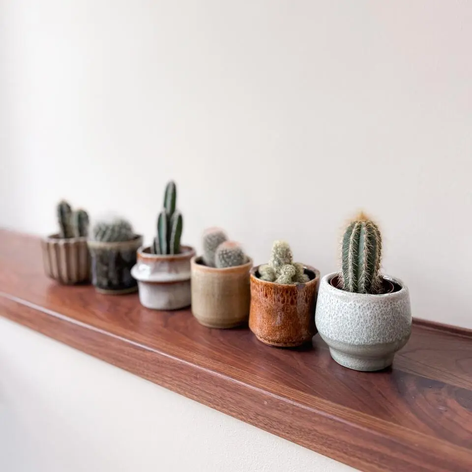 Mix cactus - Set van 60 - Cactus - Hoogte 5-10cm - ⌀5,5cm