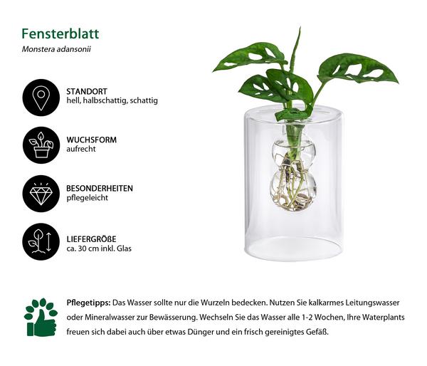 Waterplant Fensterblatt im Glas - Monstera
