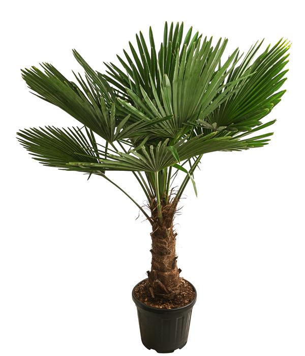 XXL Hanfpalme, ca. 150-180 cm