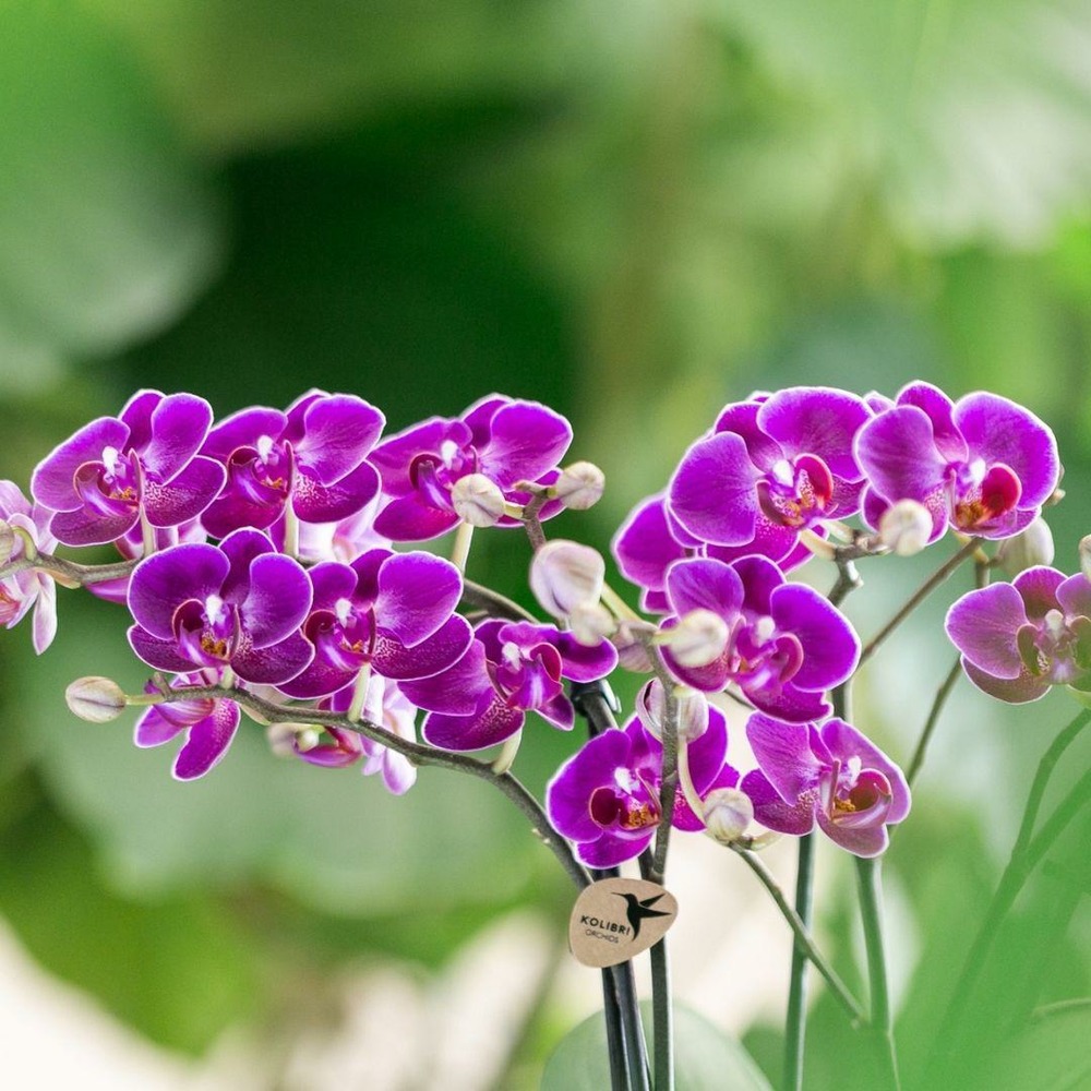 Plante d'intérieur - orchidée violette et son cache-pot - h35cm, ø9cm 35cm