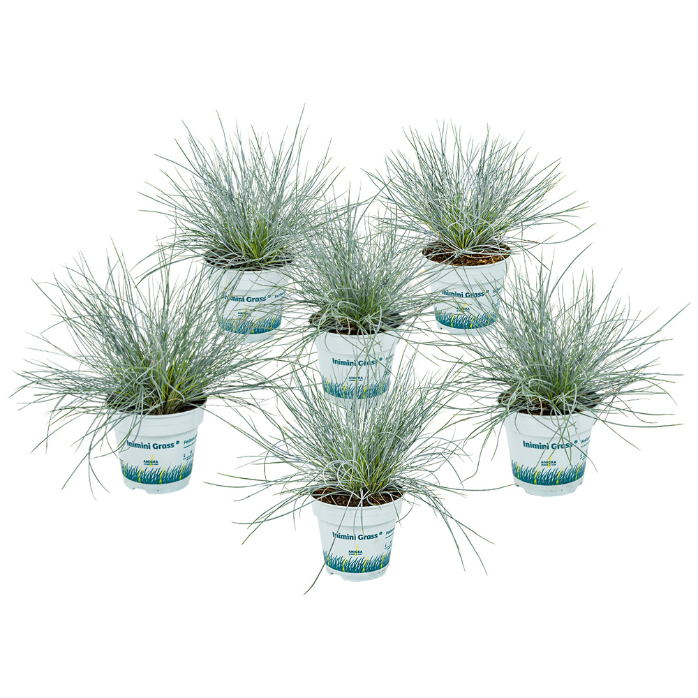 3x festuca glauca 'eisvogel' - fétuque bleue - rustique - ⌀10.5 cm - ↕15-20 cm