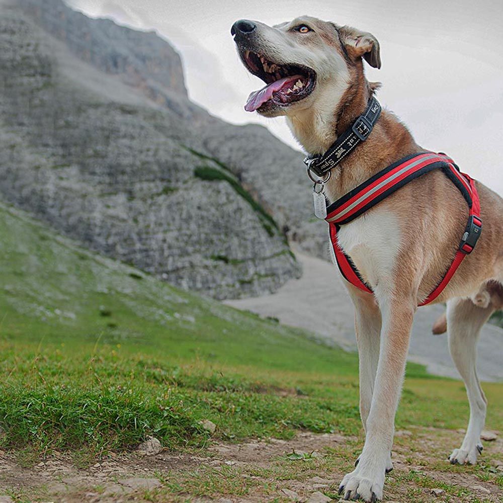 Harnais pour chiens de taille moyenne à grande daytona cross m-l, réfléchissant, avec boucle magnétique