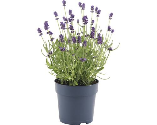 Lavendel FloraSelf Lavandula angustifolia 'Felice' H 15-20 cm Ø 12 cm pot