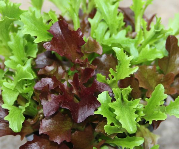 Bio Schnittsalat im Pottburri®-Topf