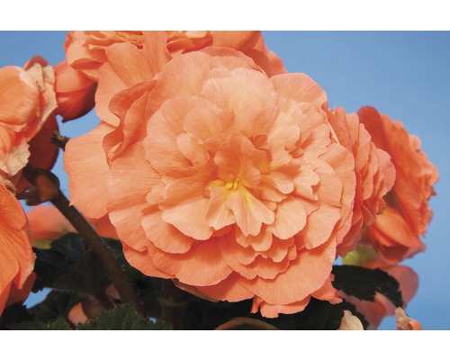 Knolbegonia FloraSelf Begonia tuberhybrida Ø 12 cm pot