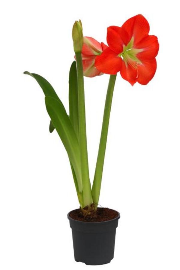Amaryllis - Hippeastrum-Hybride, zweitriebig,