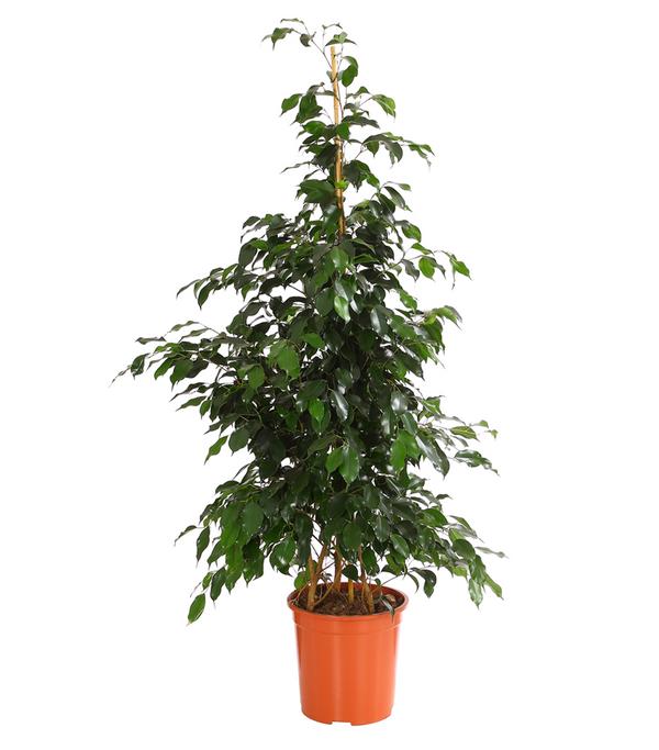 Birkenfeige - Ficus benjamini 'Danielle'