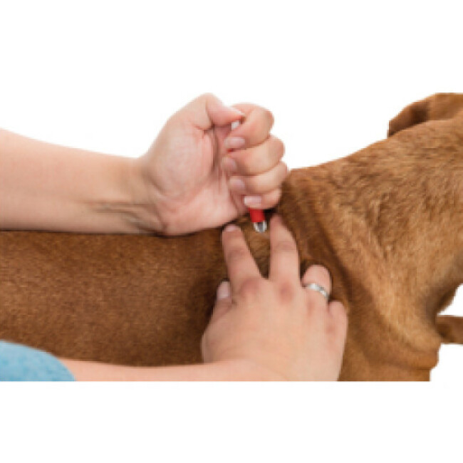 Kit de secours pour chien et chat