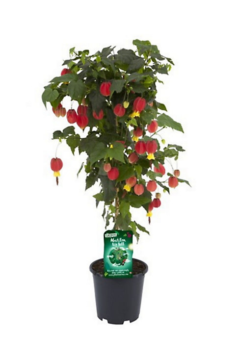 Plante Abutilon x Hybrida Tige 19