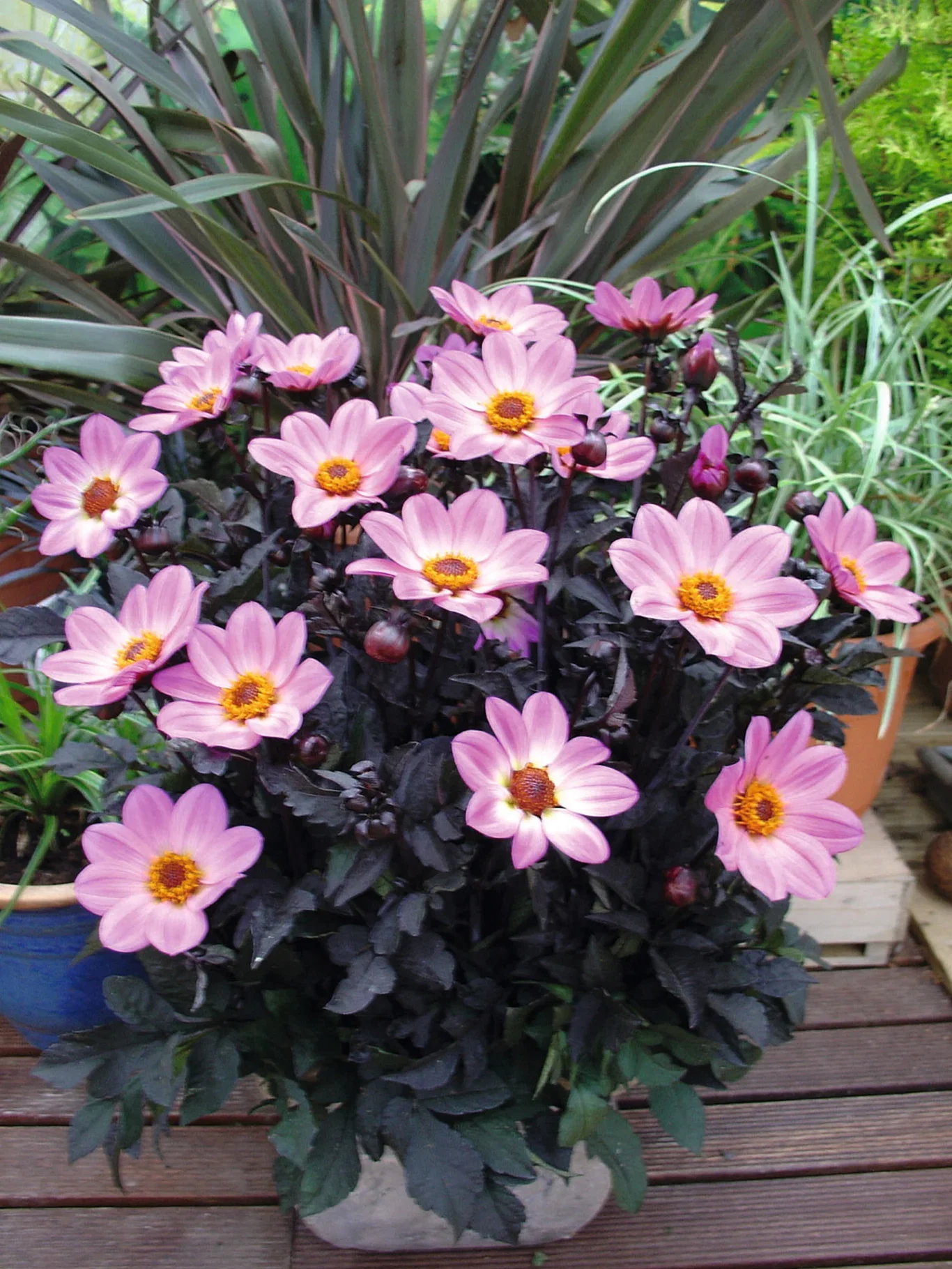 Cuttings Dahlia Georgine stikling Ø6 cm
