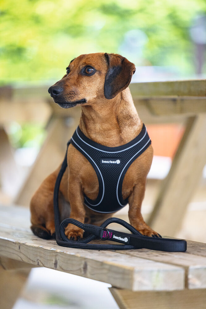 Beeztees Parinca Instaptuig - Hondentuig - zwart - 30 tot 35 cm