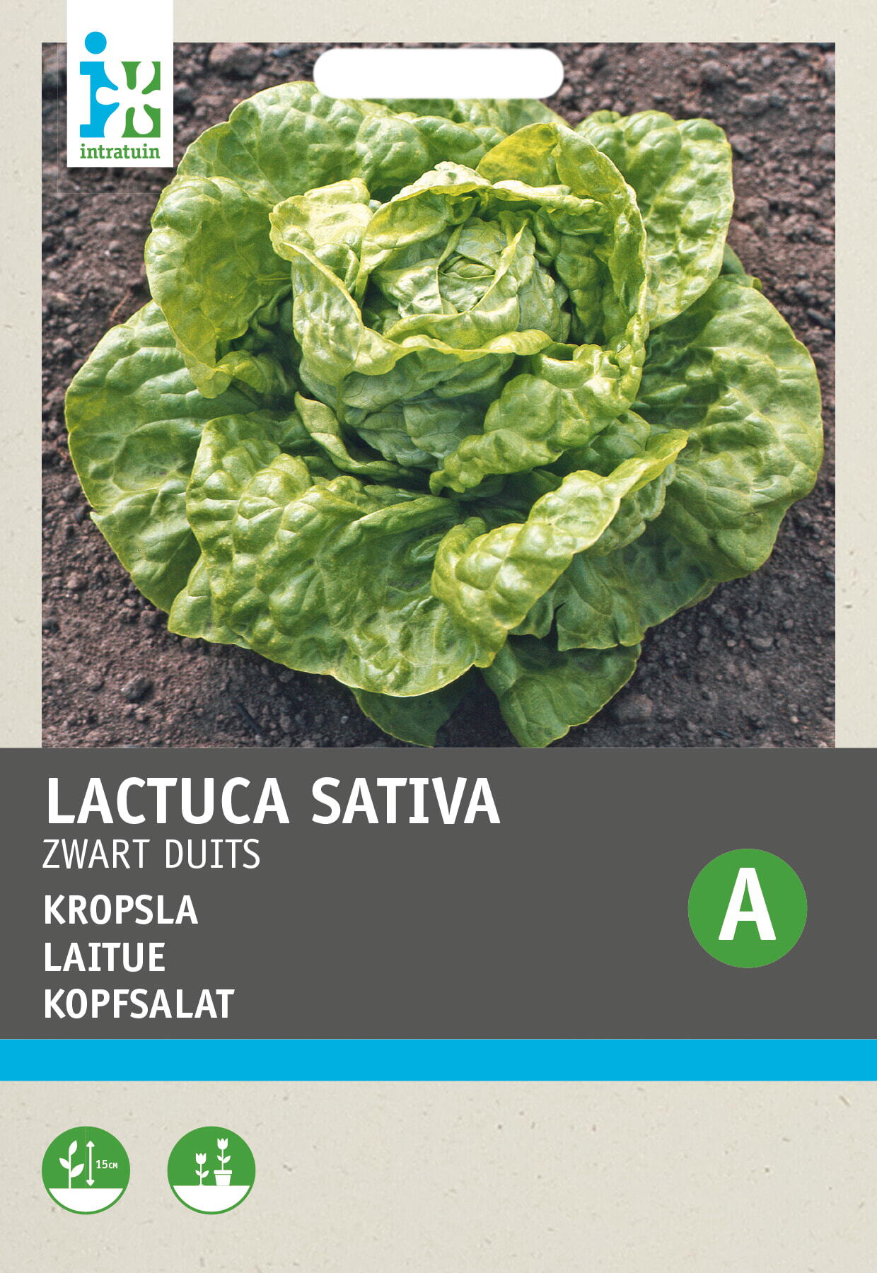 Intratuin groentezaad Kropsla (Lactuca sativa 'Zwart-Duits')