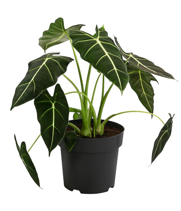 Pfeilblatt - Alocasia micholitziana 'Frydek'