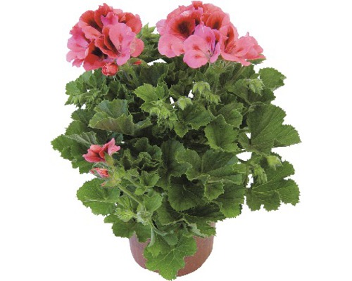 Edele geranium Pelargonium grandiflora Ø 12 cm pot