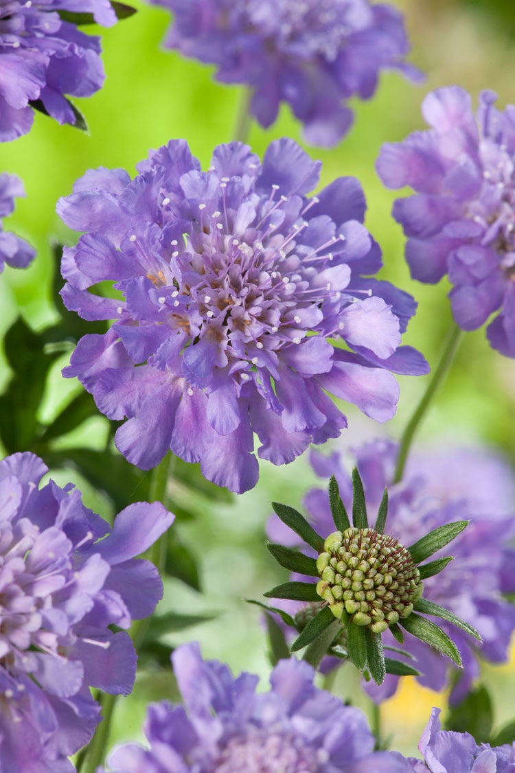 Duifkruid (Scabiosa columumbaria 'Butterfly Blue') D 9 H 10 cm