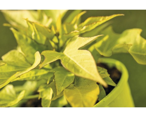 Sierzoete aardappel FloraSelf Ipomoea batatas 'Sweet Caroline Lightgreen' Ø 12 cm pot
