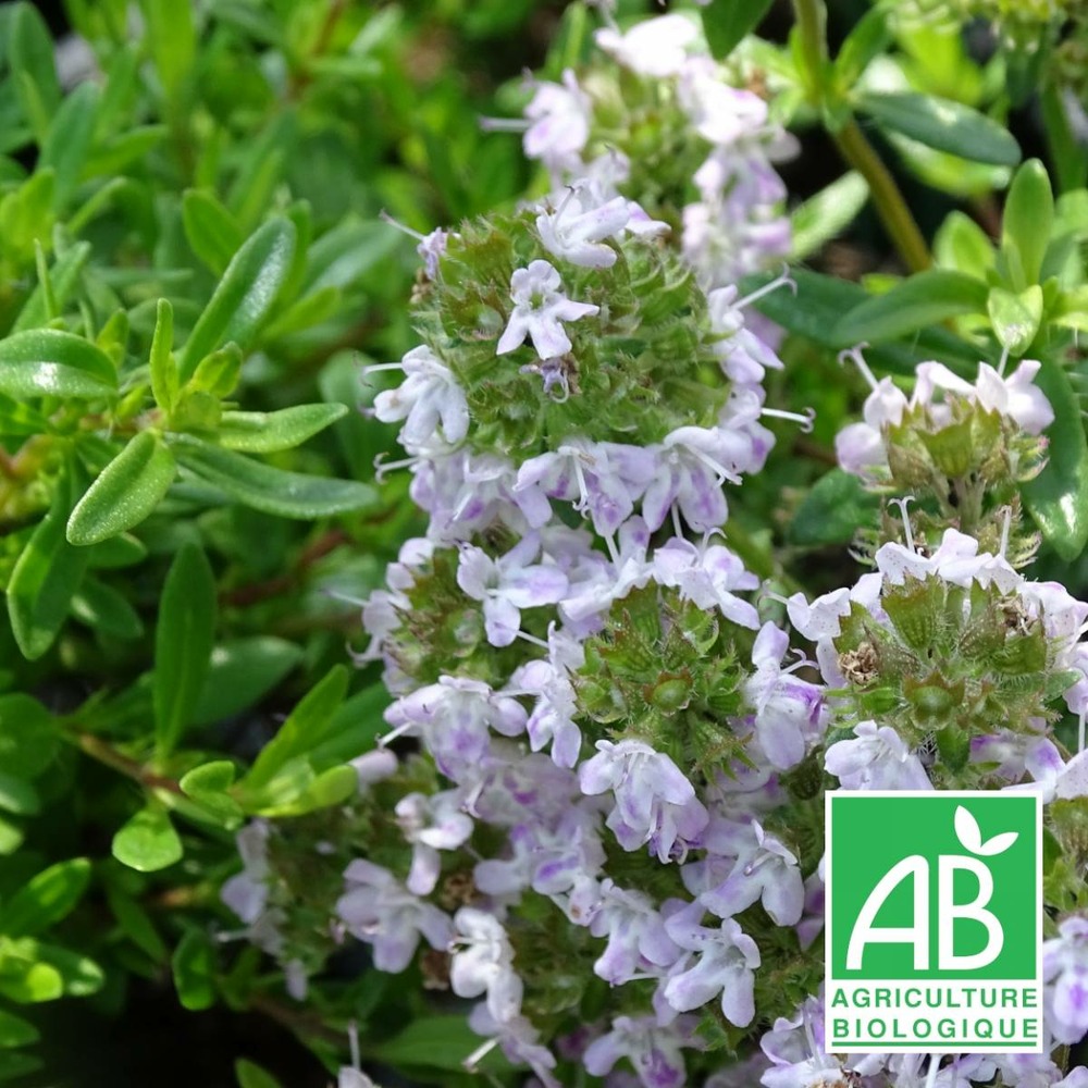 Thym luisant nitens bio/thymus nitens[-]lot de 3 godets