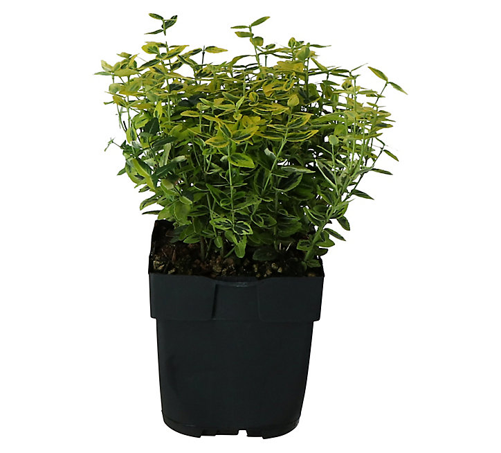 Euonymus d'intérieur en pot de 17 cm
