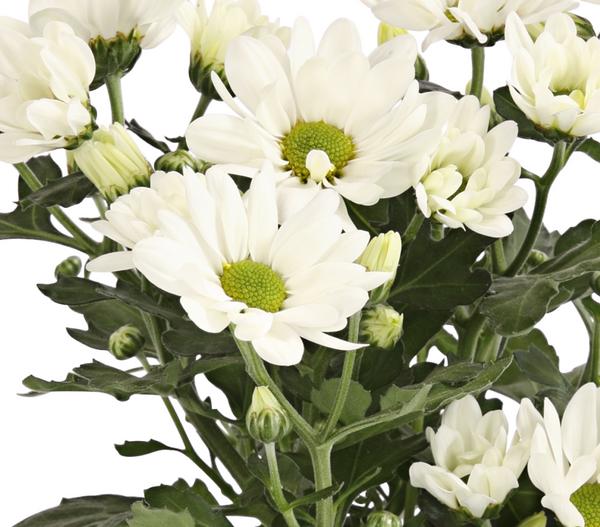 Topf-Chrysantheme, verschiedene Farben