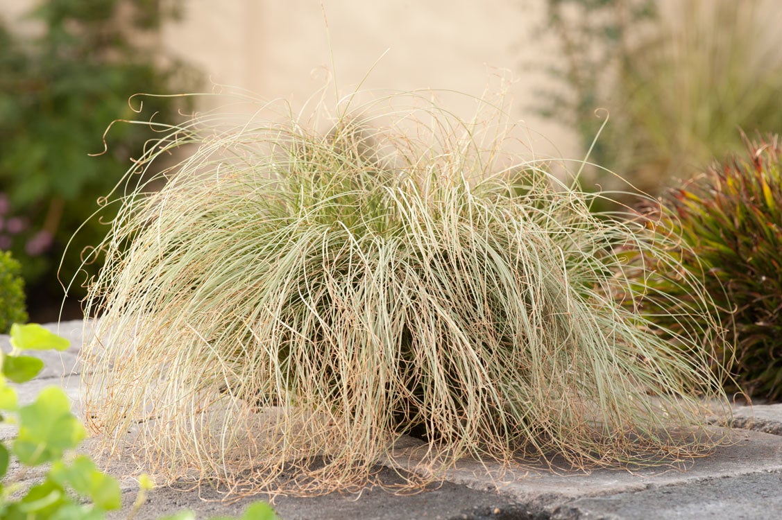 Zegge (Carex comans 'Frosted Curls') D 23 H 40 cm