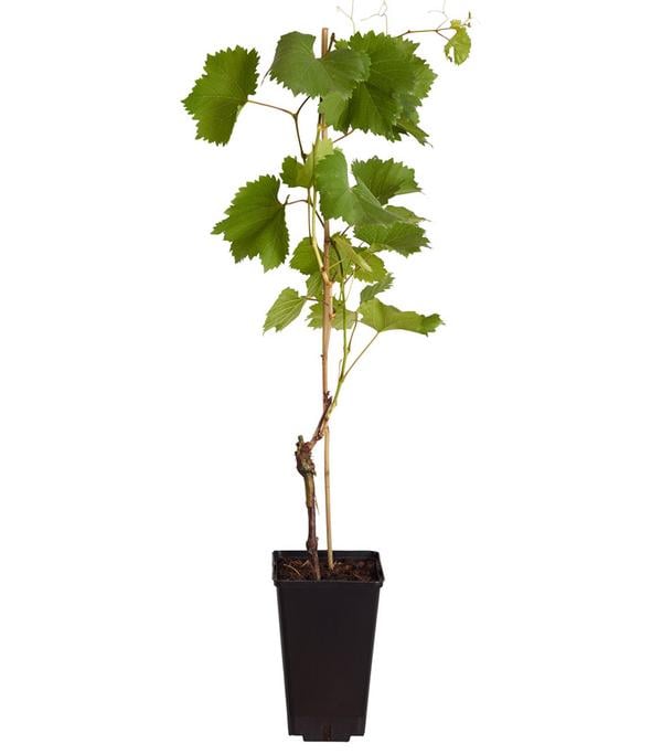 Tafeltraube 'Erdbeertraube'