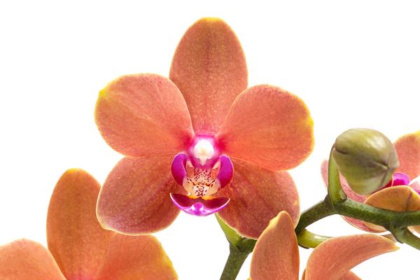 Schmetterlingsorchidee - Phalaenopsis