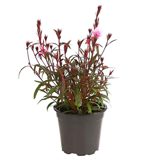 Bio Prachtkerze 'Siskiyou Pink'
