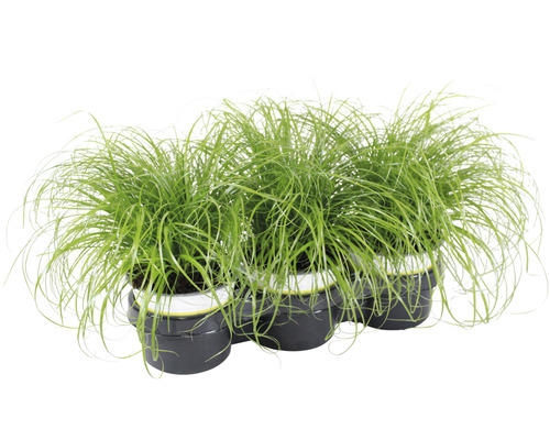x Kattengras 'Zumula' PetSnack Cyperus alternifolius 'Zumula' H 15-25 cm Ø 12 cm Pot voor vogels, knaagdieren, reptielen en katten