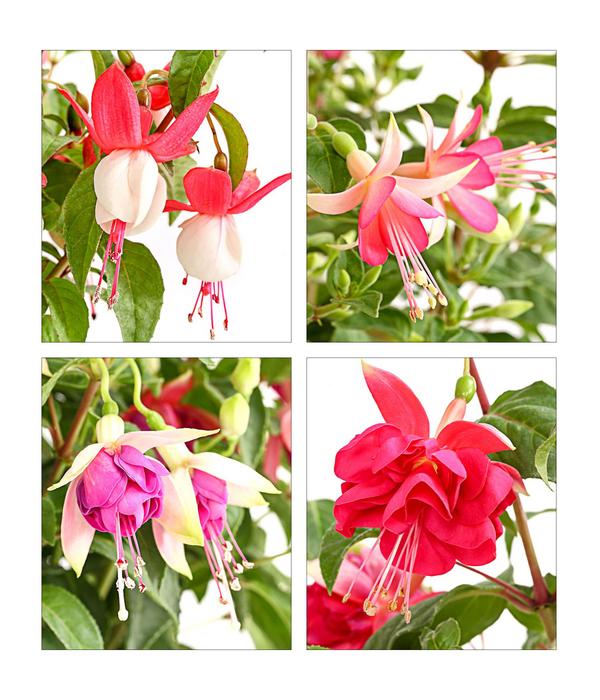 Fuchsie, verschiedene Sorten