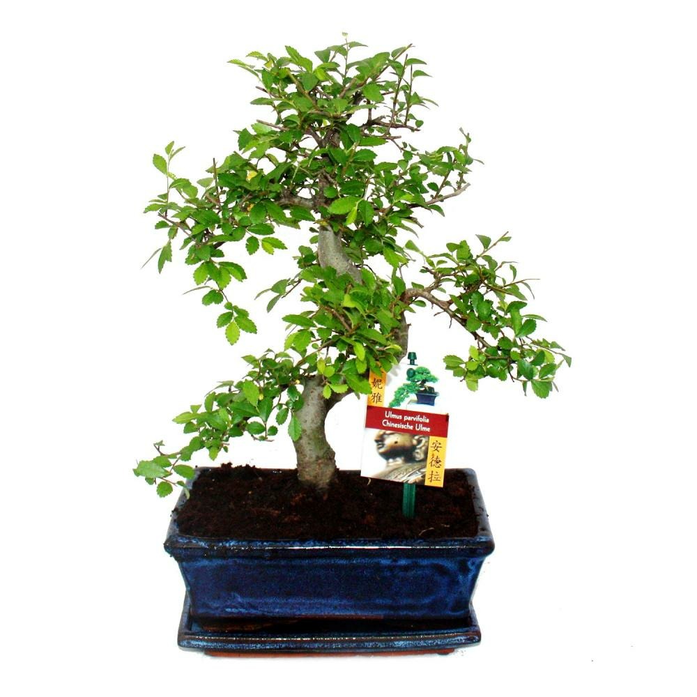 Orme chinois bonsaï - ulmus parviflora - ca. 8 ans
