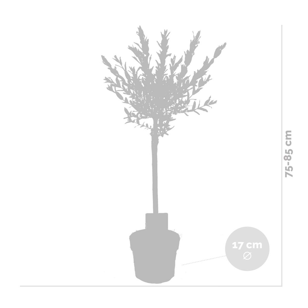 2x salix flamingo – saule panaché – saule ornemental – rustique - ⌀17 cm - ↕75-85 cm